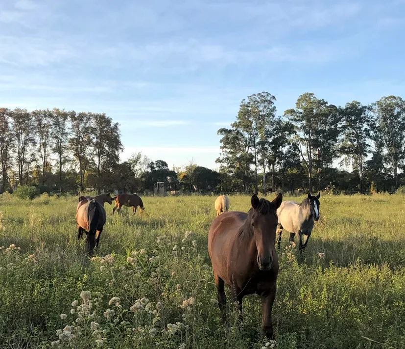 Horses grazing in open pasture near Estancia La Loma at the end of the day
