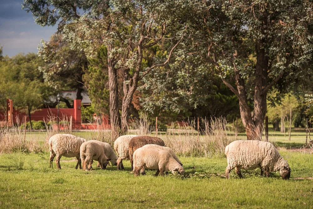 Sheep grazing under the trees at Río de Piedras, with the red wall of the house behind them